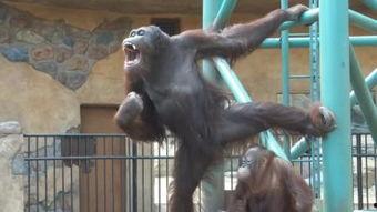 PORNO国产,揭秘其文化魅力与产业发展